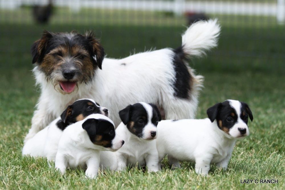 Wire hair jack shop russell puppies for sale